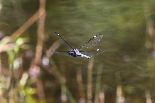 Photo of Spangled Skimmer (Libellula cyanea)