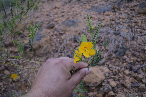 Cassia Butterfly Bush (Petalostylis cassioides)