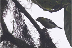 Pachyramphus versicolor