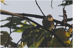 Vireo leucophrys