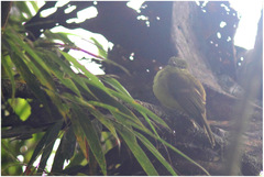 Myiophobus flavicans