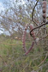 Vachellia aroma