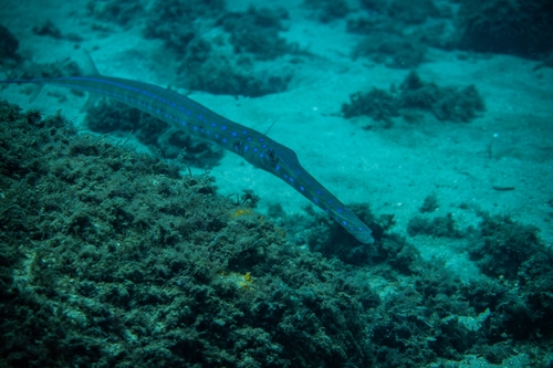 Fistularia tabacaria