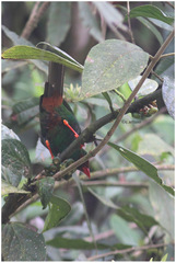 Chlorornis riefferii