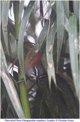 Pheugopedius euophrys