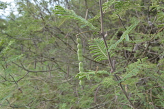 Vachellia aroma