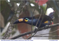 Andigena laminirostris