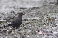 Patagioenas plumbea