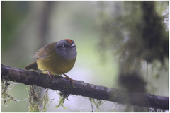 Myiothlypis coronata