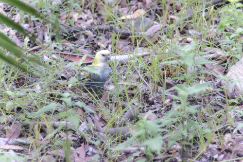Pale-headed Rosella (Platycercus adscitus), photo 8