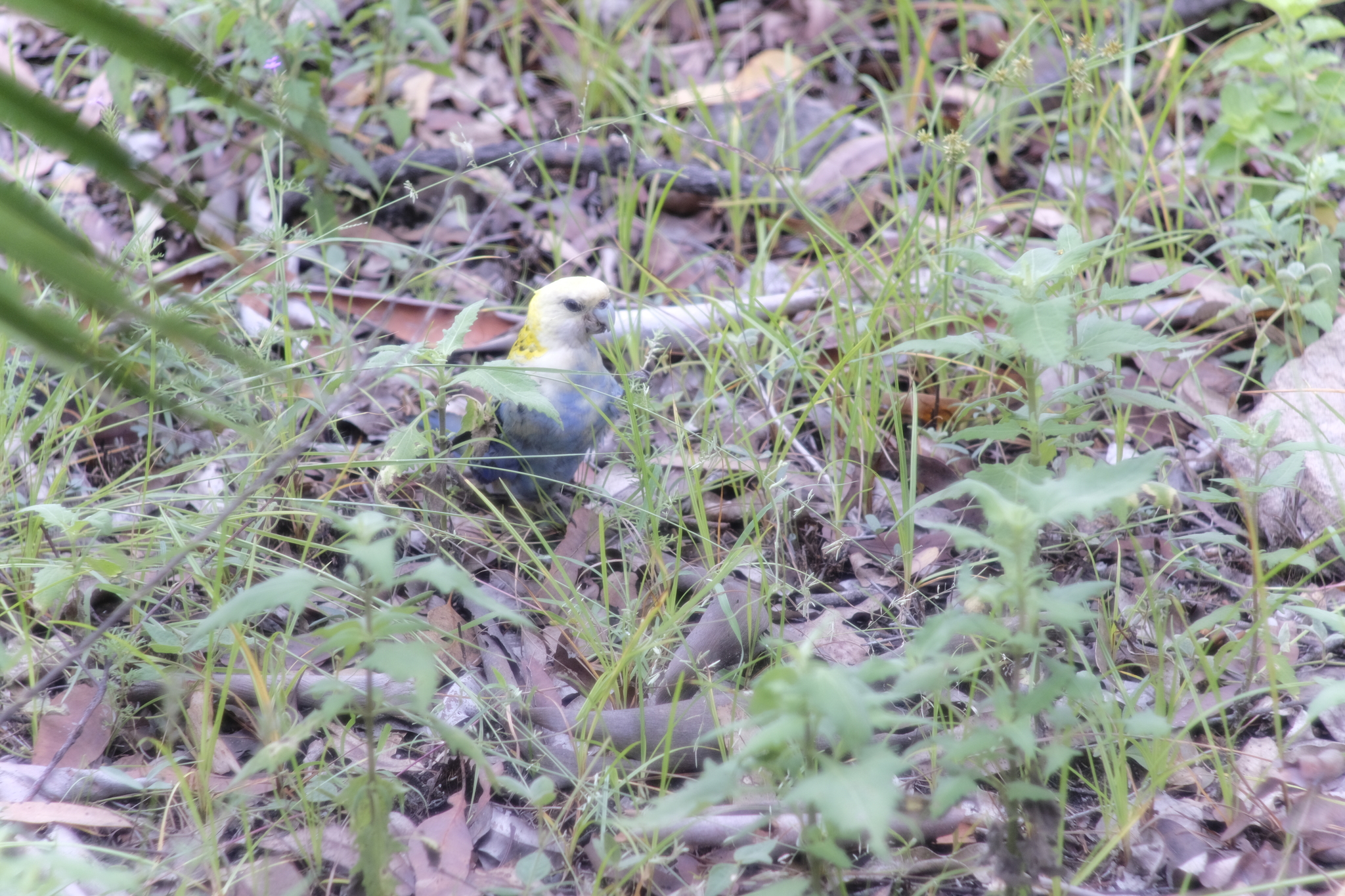 Pale-headed Rosella (Platycercus adscitus), photo 8