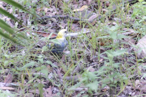 Pale-headed Rosella (Platycercus adscitus), photo 7