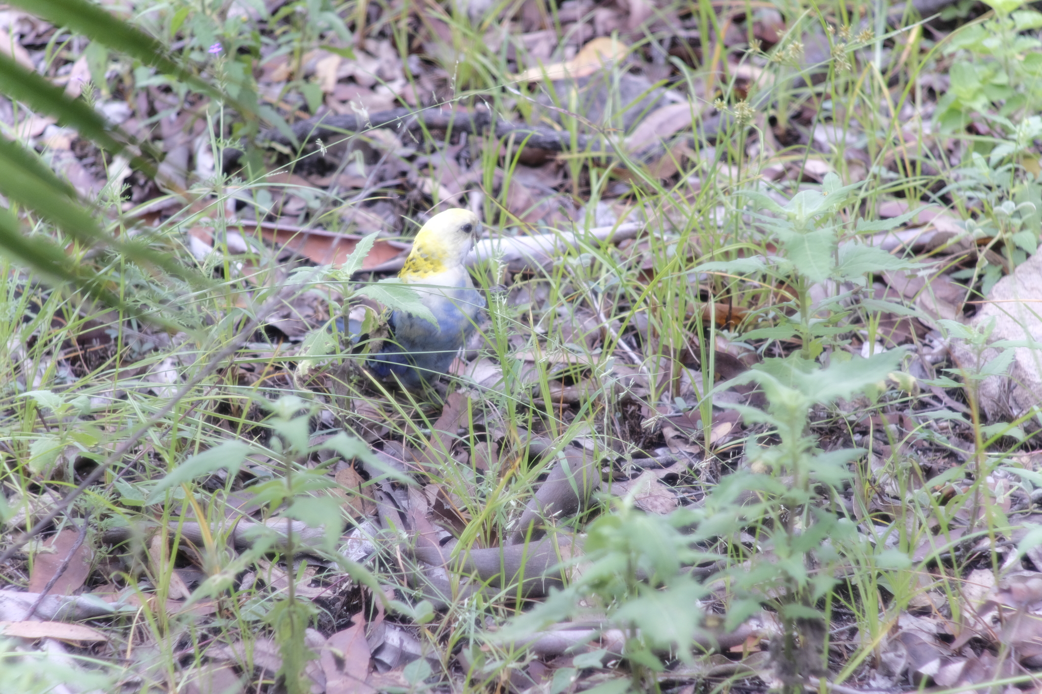 Pale-headed Rosella (Platycercus adscitus), photo 7