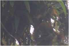 Pseudocolaptes boissonneautii