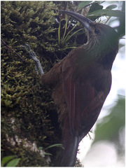 Xiphocolaptes promeropirhynchus