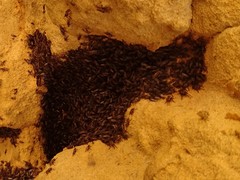 Coelopidae