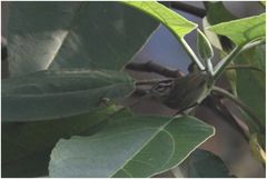 Basileuterus tristriatus
