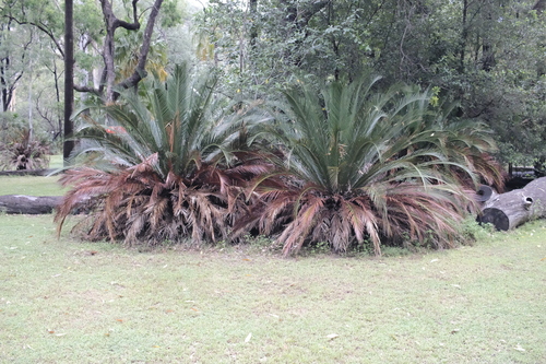Moore's zamia palm (Macrozamia moorei)