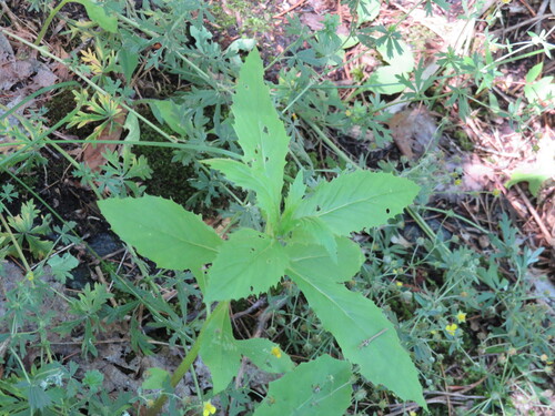 Erechtites hieraciifolius observed 2024-07-12