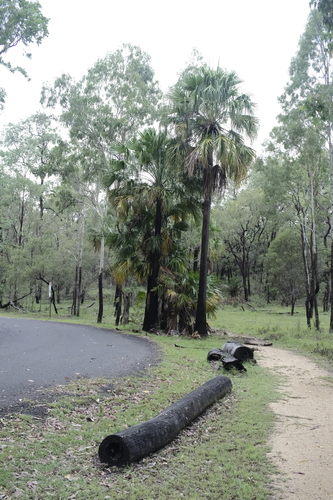 Carnarvon Fan Palm (Livistona nitida)