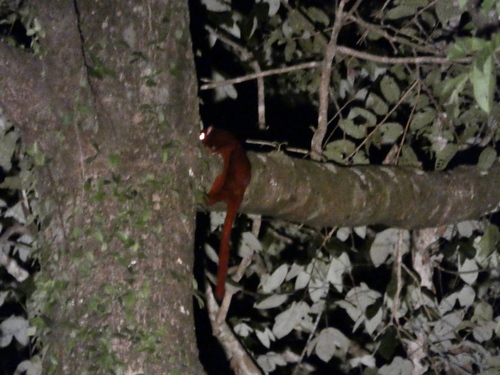Thomas's Flying Squirrel