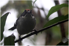Atlapetes leucopterus