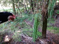 Asplenium flaccidum flaccidum