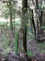 Asplenium flaccidum flaccidum