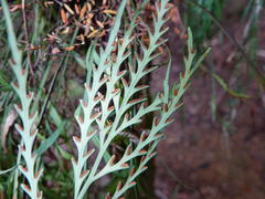 Asplenium flaccidum flaccidum
