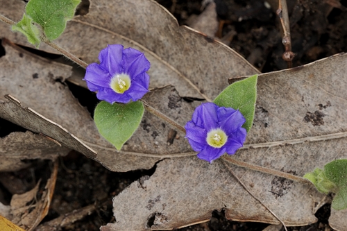 Bonamia brevifolia (Bonamia brevifolia)