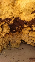 Coelopidae
