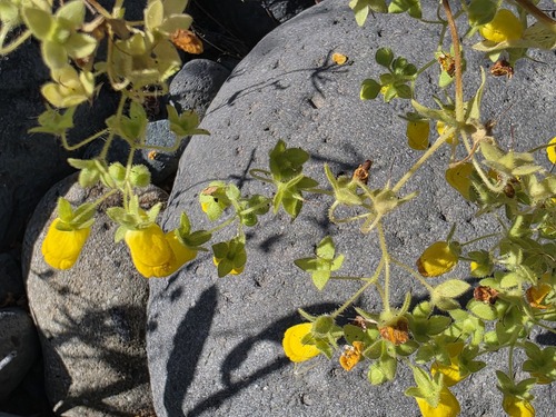 Calceolaria petioalaris (Calceolaria petioalaris)