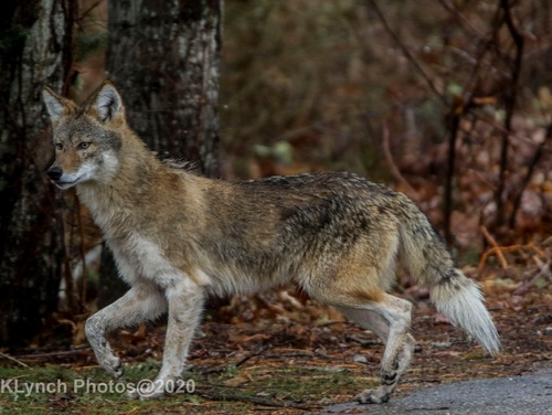 Coyote photographed in Massachusetts