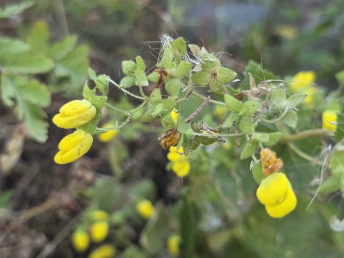 Calceolaria petioalaris, photograph 6