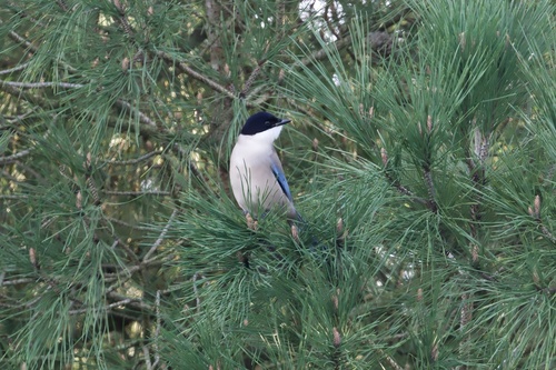 Iberian Magpie (Cyanopica cooki), photo 4