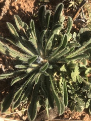 Cryptantha crassisepala crassisepala