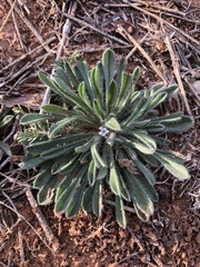 Cryptantha crassisepala crassisepala