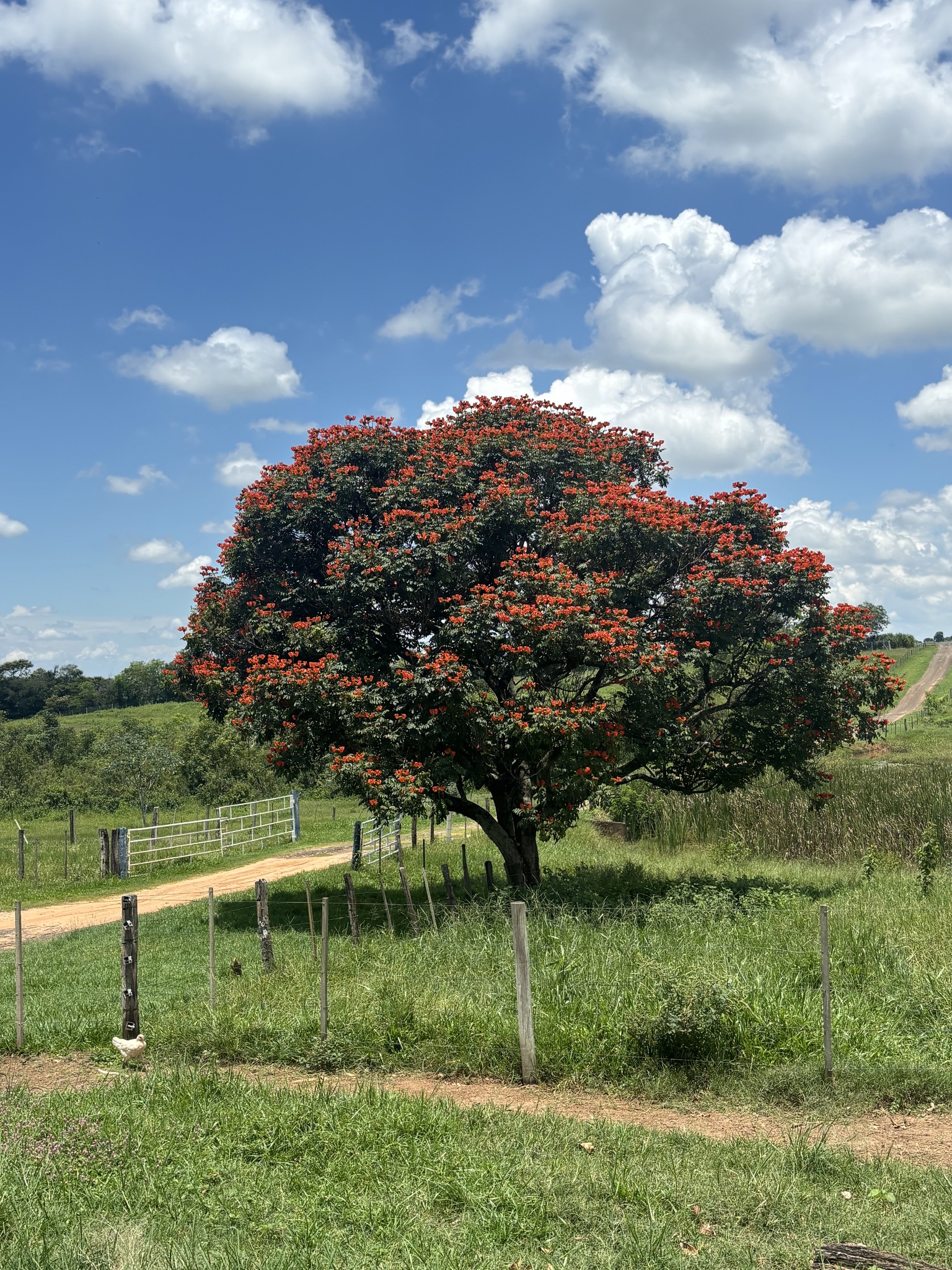 Spathodea campanulata