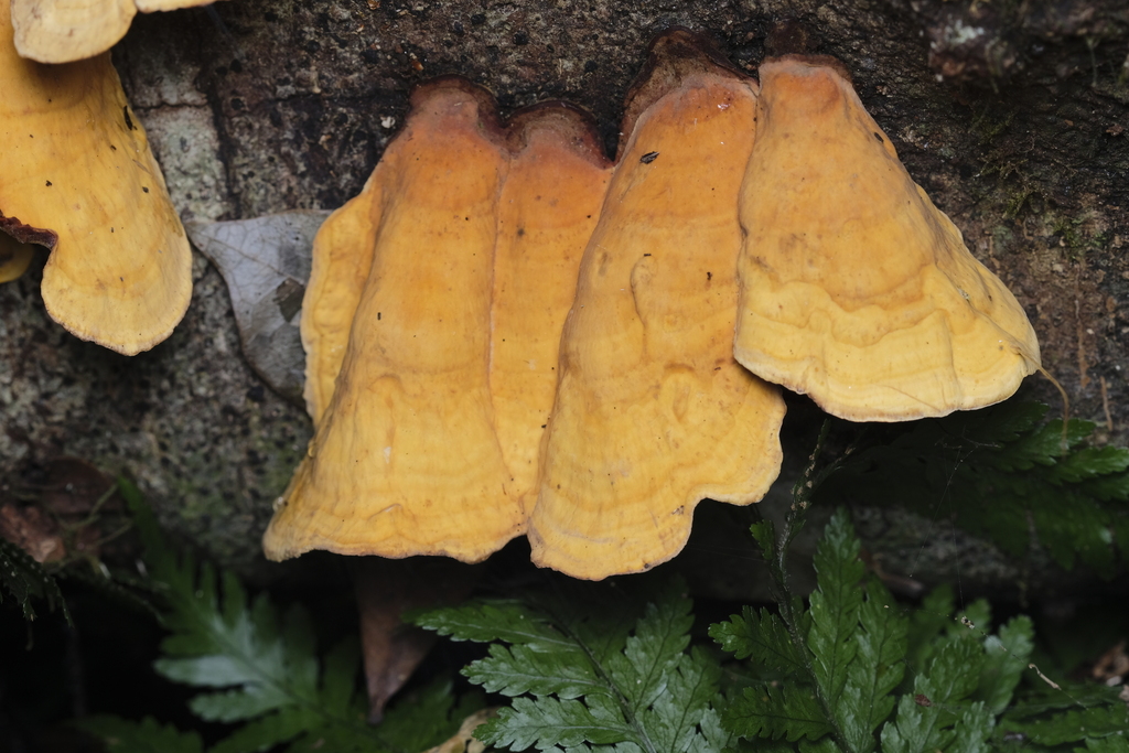 Stereum ostrea · January 2026 · photo: © quirino (iNaturalist, cc-by)