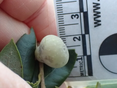 Heteroecus pacificus