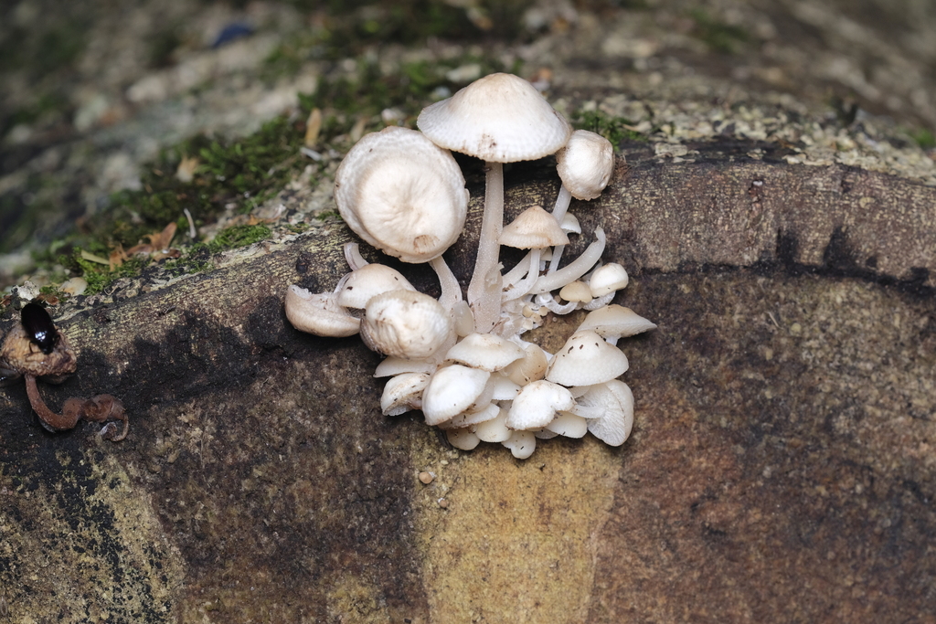 Favolaschia manipularis