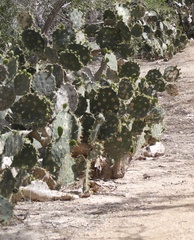 Opuntia gomei