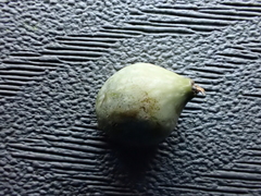 Heteroecus pacificus