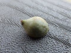 Heteroecus pacificus