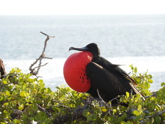 Fregata minor ridgwayi