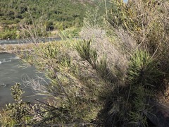 Chusquea cumingii, photograph (c) Cesar Ormazabal, some rights reserved (CC BY)