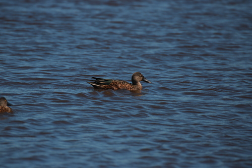 Australasian Shoveler (Spatula rhynchotis), photo 7