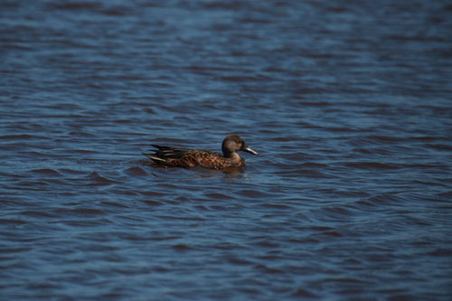 Australasian Shoveler (Spatula rhynchotis), photo 8