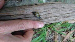 Helicarion cuvieri