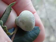 Heteroecus pacificus